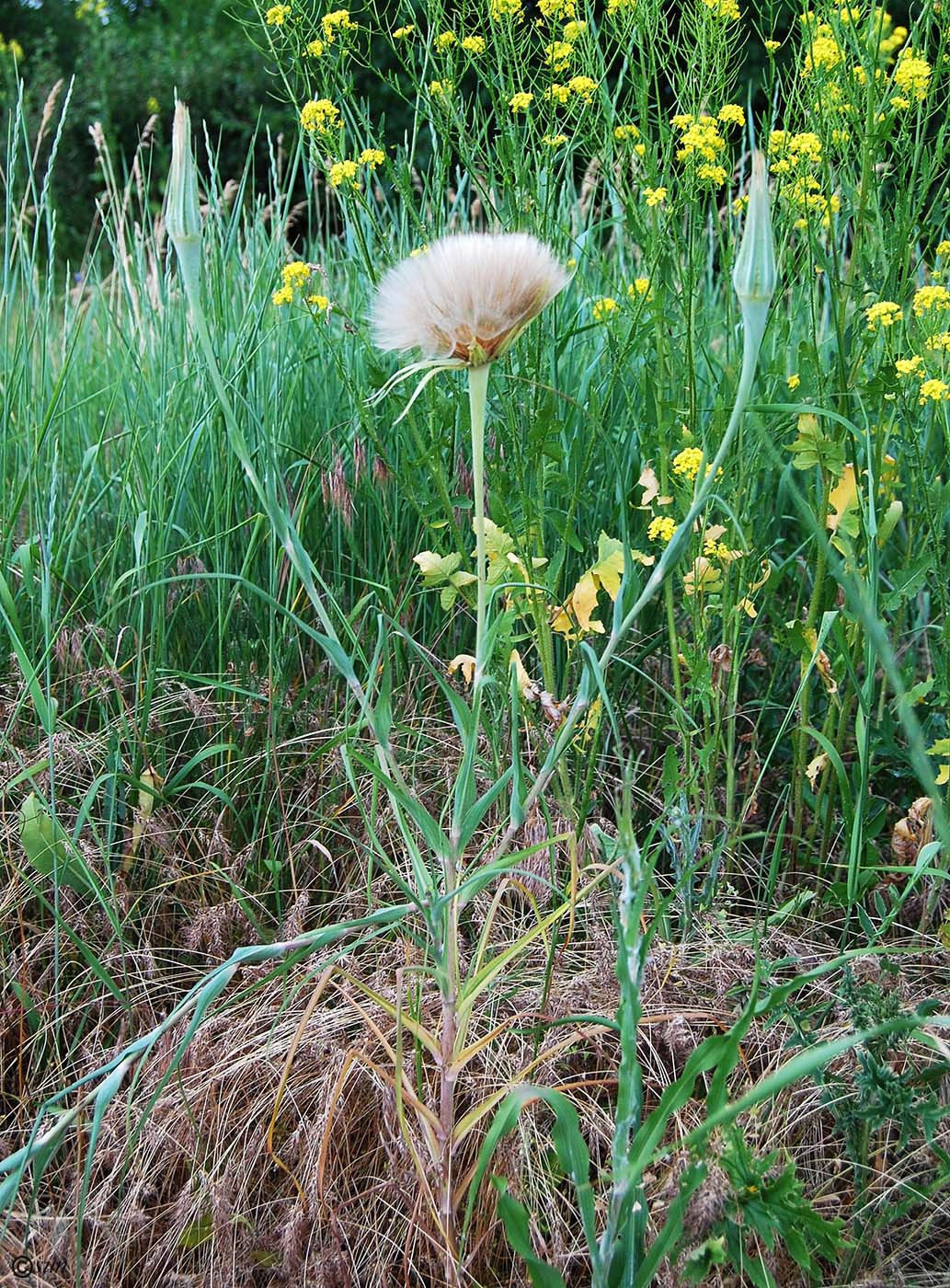 Image of Tragopogon dubius ssp. major specimen.