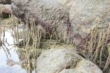 genus Rhizophora. Пневматофоры между камней в начале прилива. Таиланд, о-в Пхукет, курорт Ката, под обрывистым берегом моря. 19.01.2017.