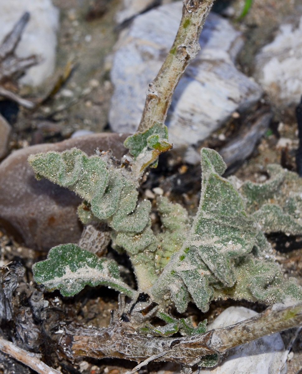 Image of Verbascum jordanicum specimen.