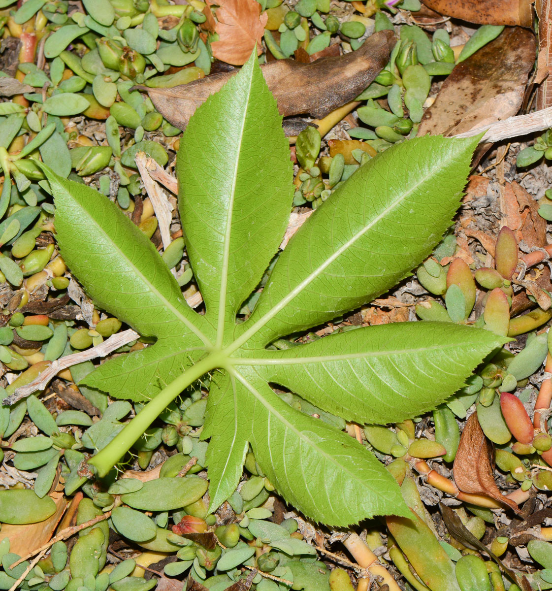 Изображение особи Jatropha gossypiifolia.
