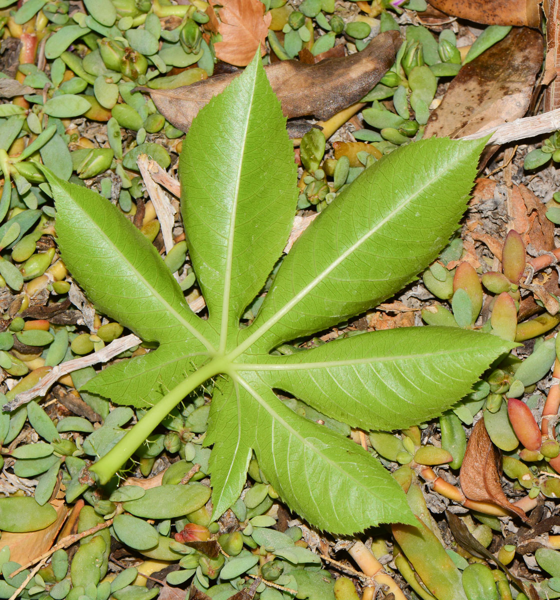 Image of Jatropha gossypiifolia specimen.