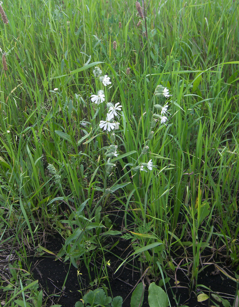 Image of Silene dichotoma specimen.