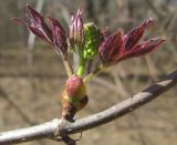 Sambucus sibirica. Ветвь с распускающимися листьями и соцветием. Томск, парк \"Университетская роща\". 05.05.2010.