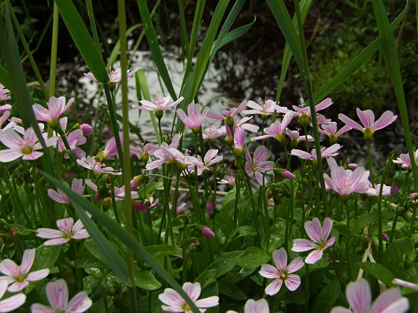 Image of Claytonia sarmentosa specimen.