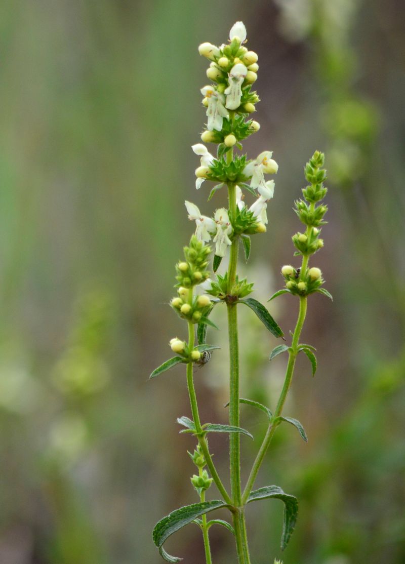 Изображение особи род Stachys.