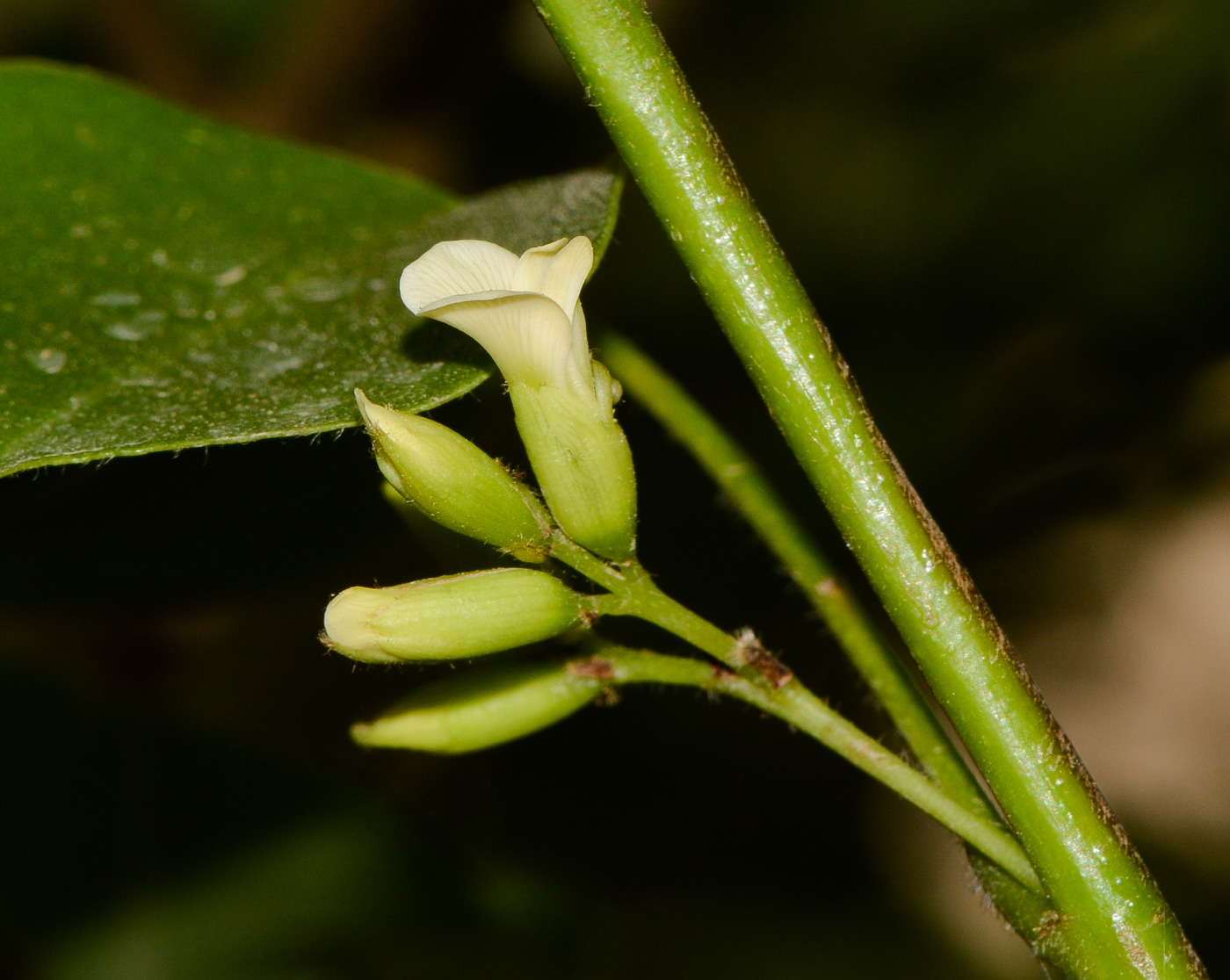 Изображение особи Dalbergia sissoo.