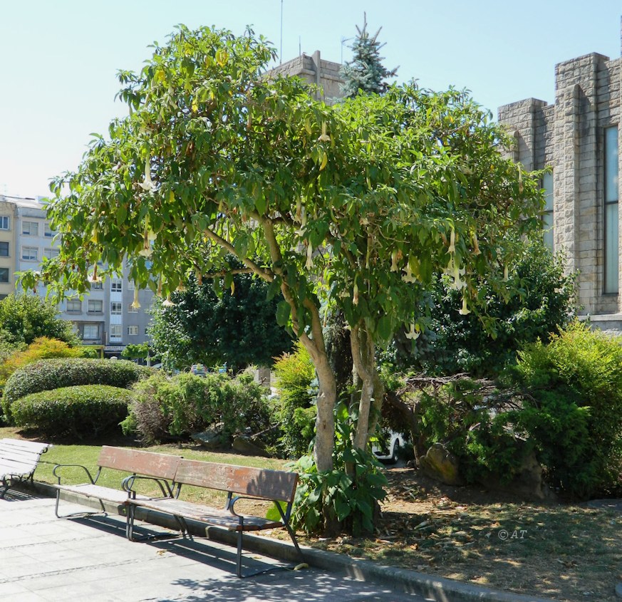 Image of Brugmansia arborea specimen.