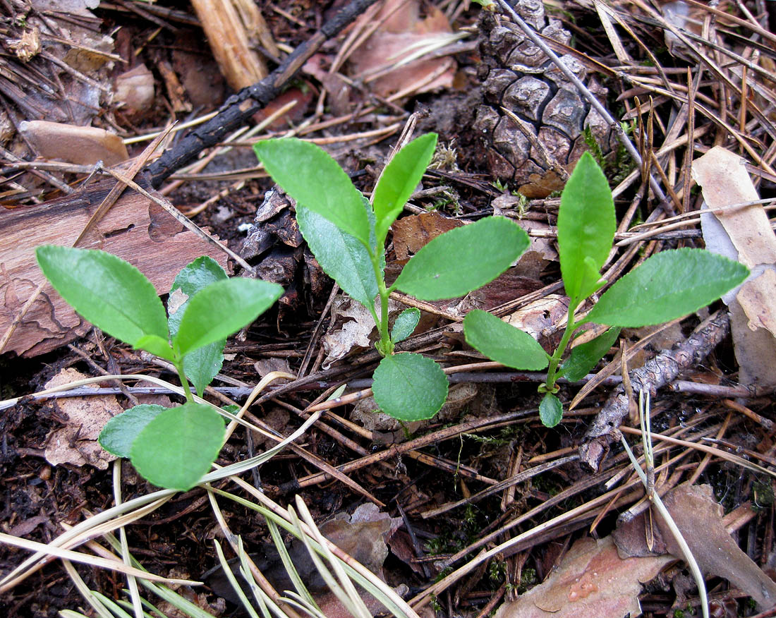 Image of Cerasus fruticosa specimen.