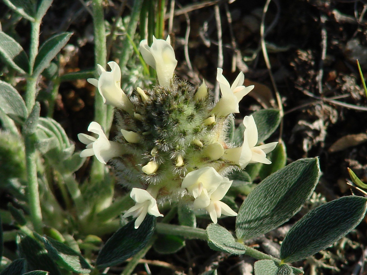 Image of Astragalus lupulinus specimen.