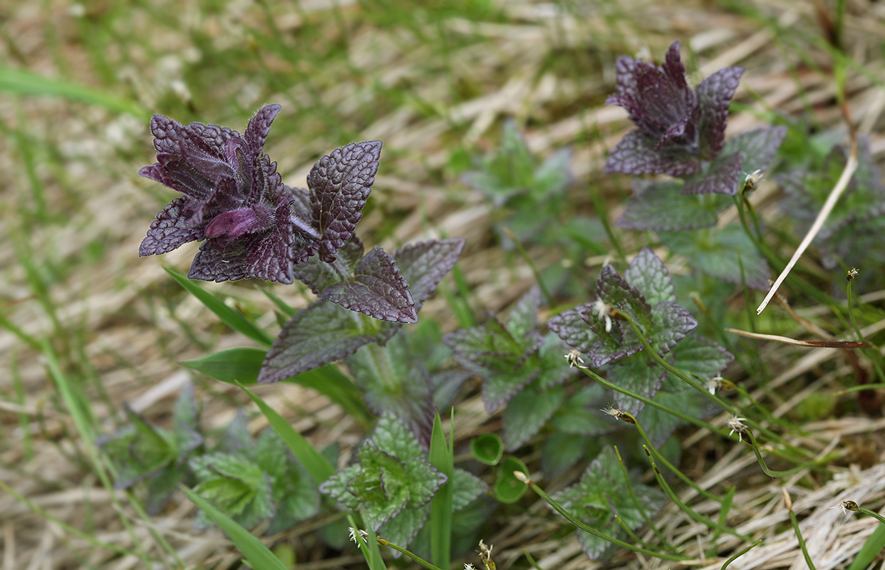 Image of Bartsia alpina specimen.