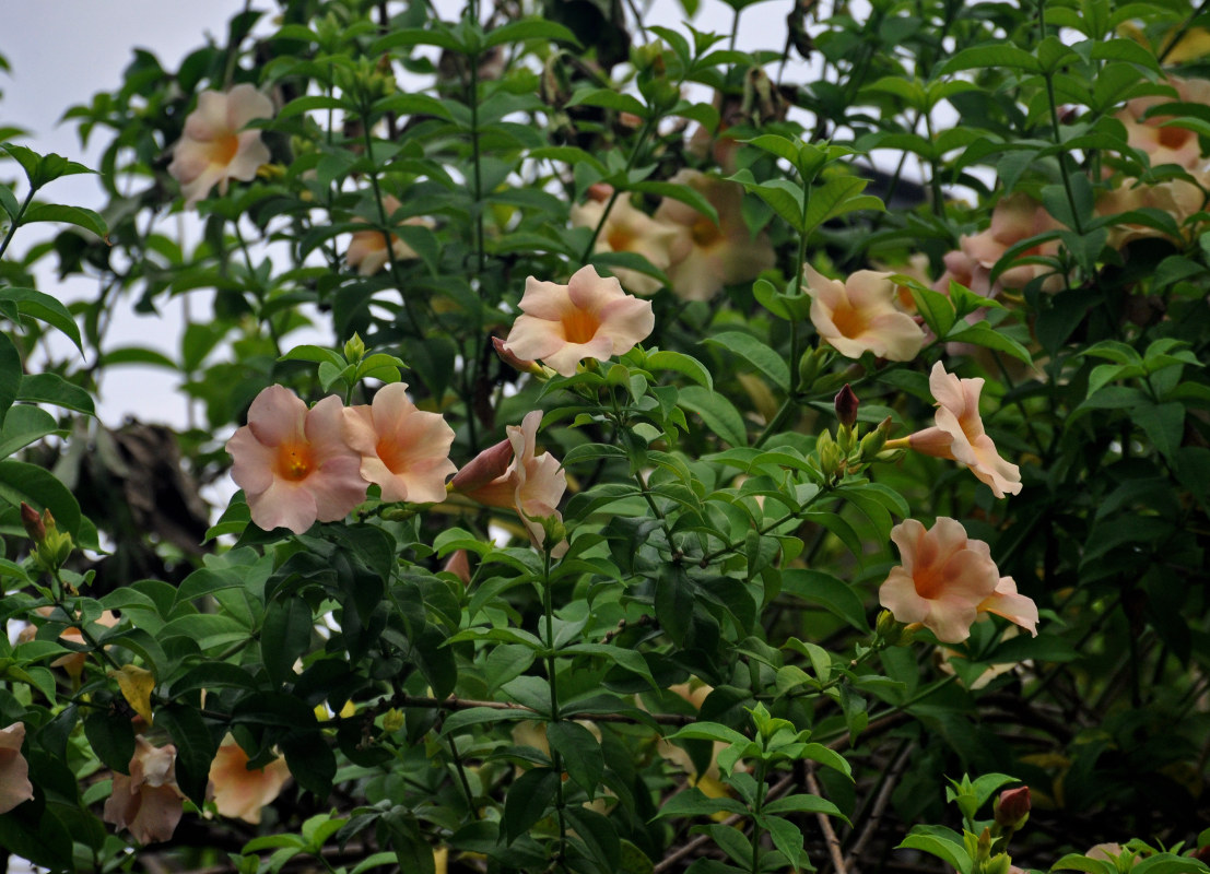 Image of Allamanda blanchetii specimen.