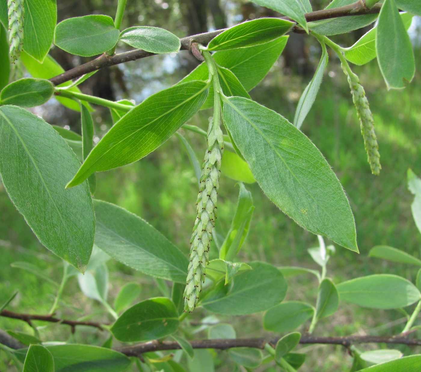 Image of Salix alba specimen.