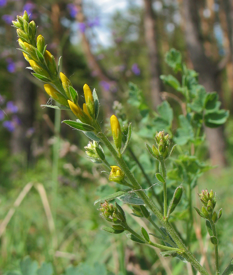 Image of Genista tinctoria specimen.