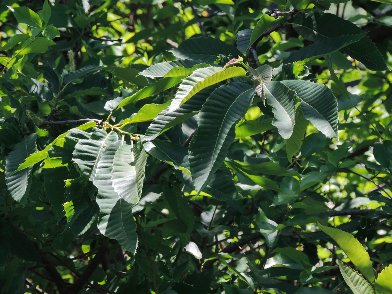 Изображение особи Castanea sativa.