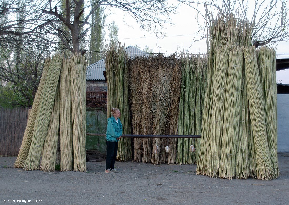 Image of Arundo donax specimen.