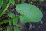Смотреть изображение Cicerbita uralensis