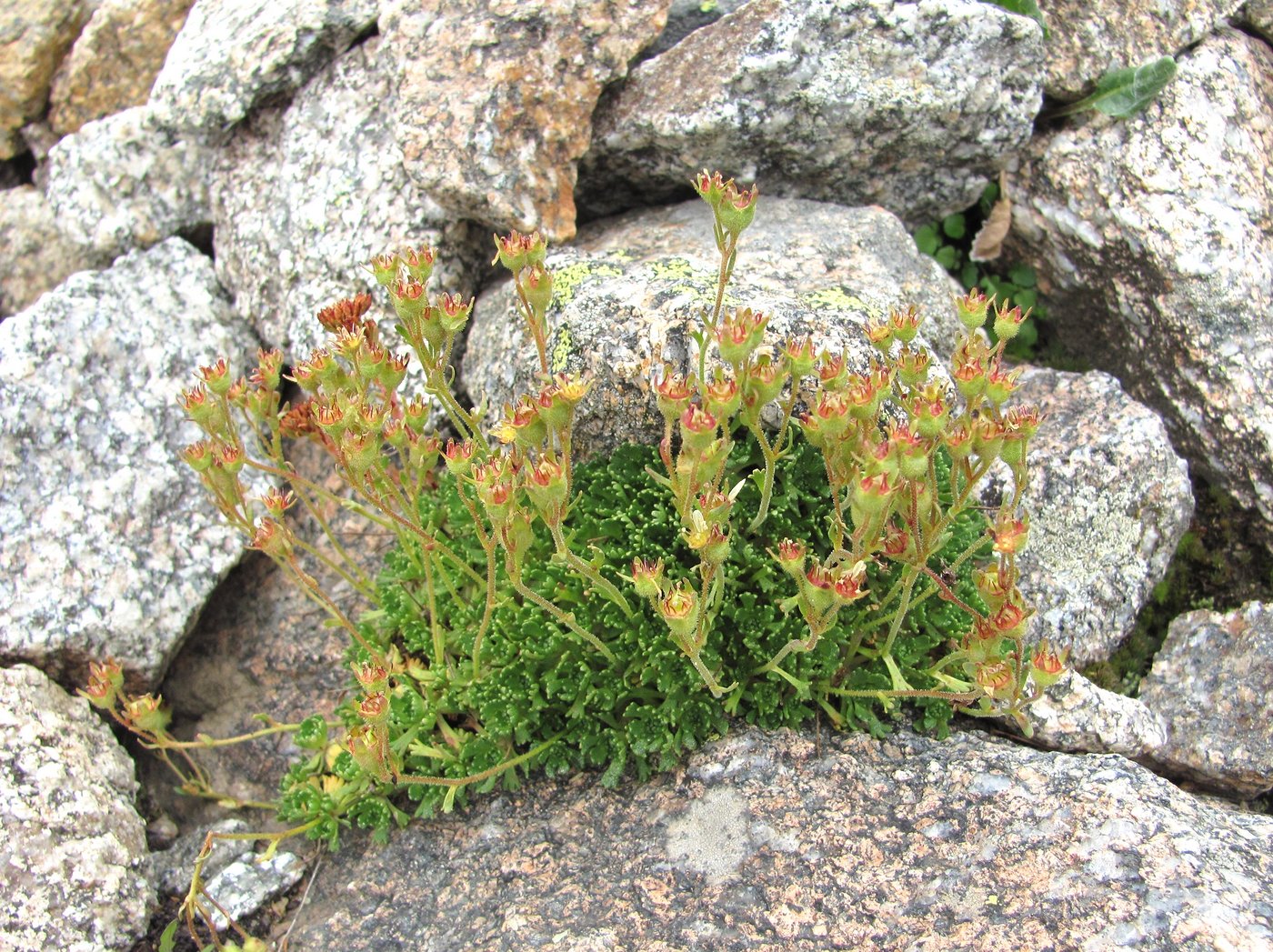 Image of Saxifraga adenophora specimen.