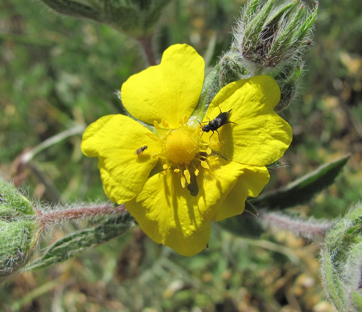 Image of Potentilla recta specimen.