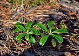 Chimaphila umbellata. Плодоносящие растения. Московская обл., Орехово-Зуевский р-н, долина р. Нерская, сосновый лес. 22.09.2018.