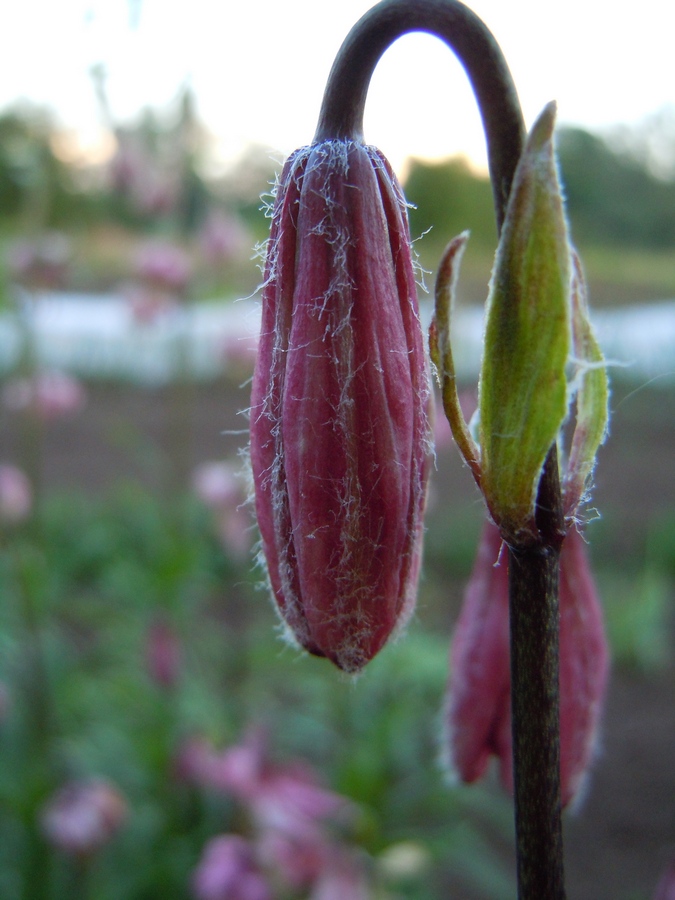 Image of Lilium pilosiusculum specimen.