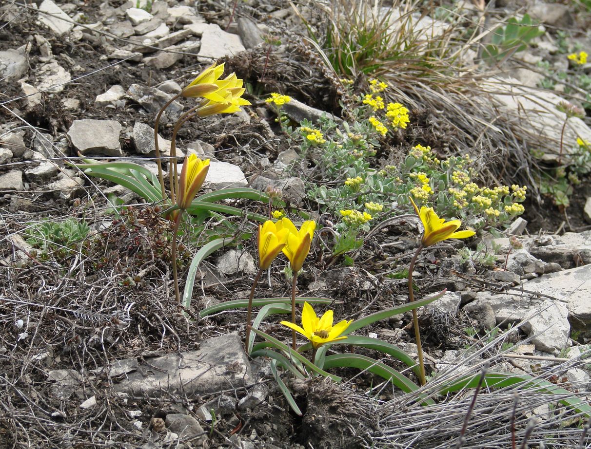 Image of Tulipa uniflora specimen.