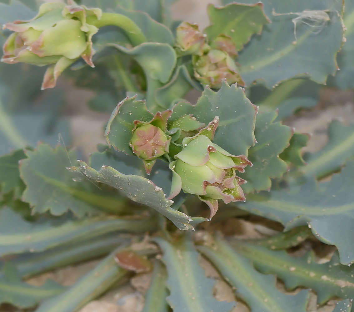 Изображение особи Launaea angustifolia.