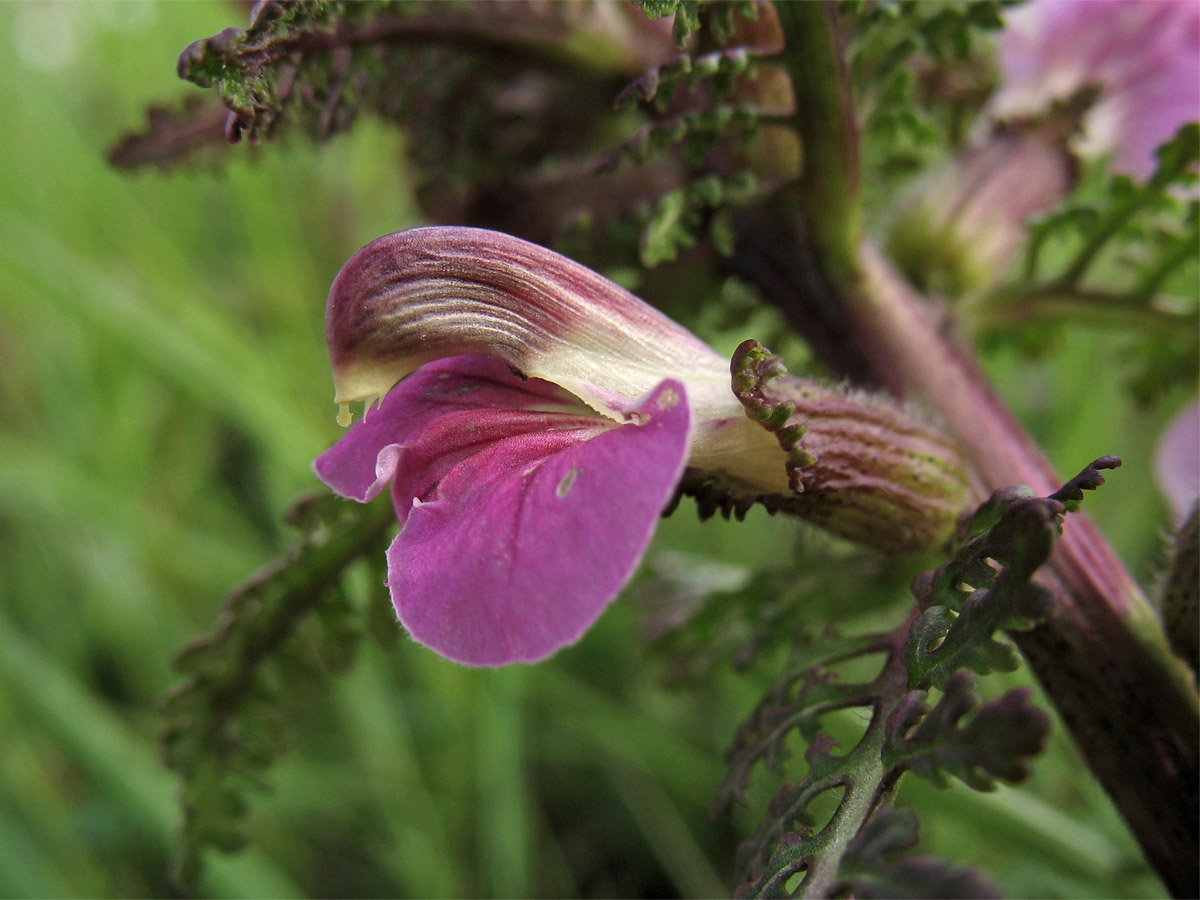 Image of Pedicularis palustris specimen.