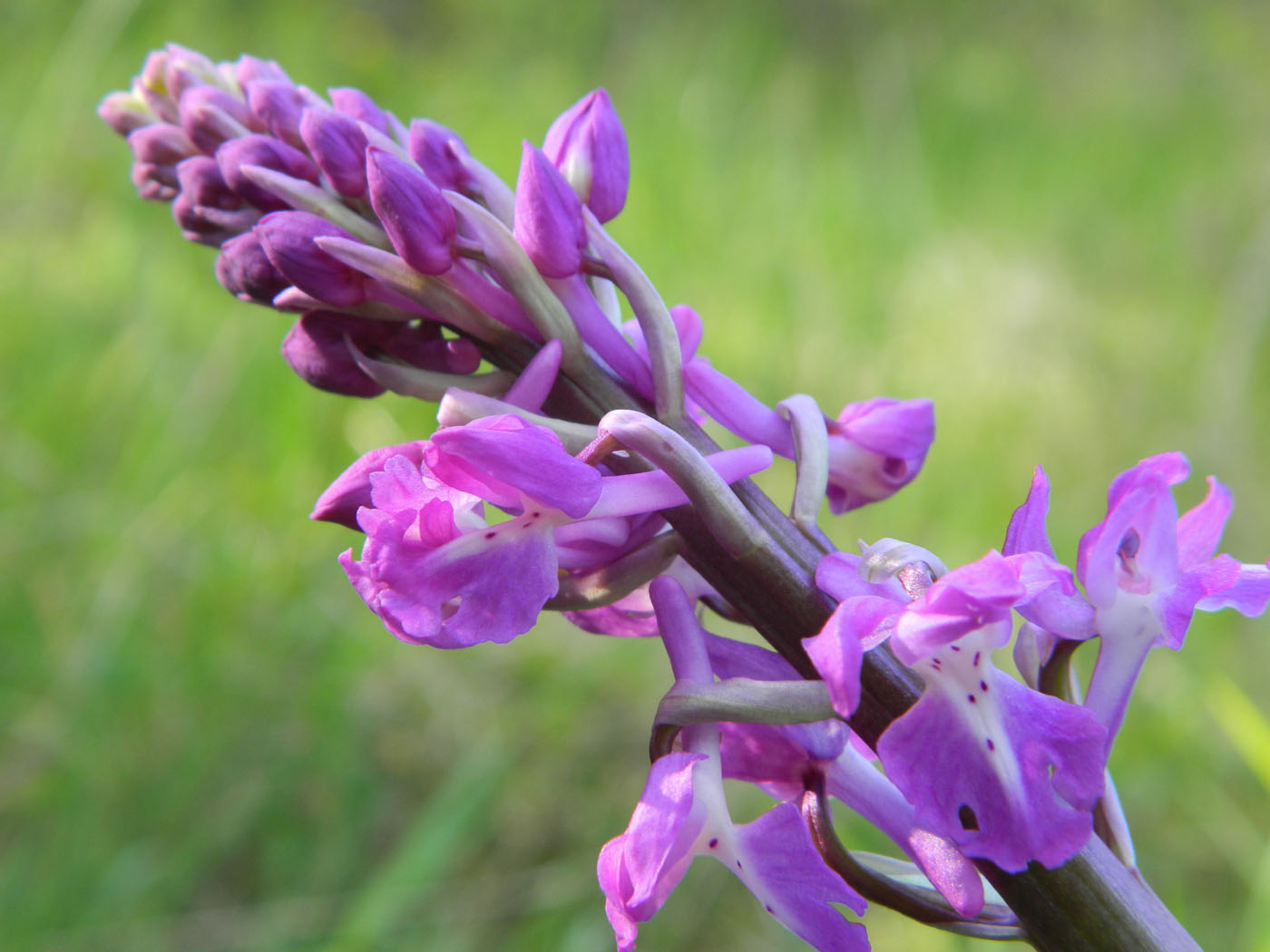 Image of Orchis mascula specimen.