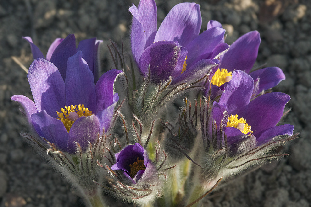 Image of Pulsatilla patens specimen.