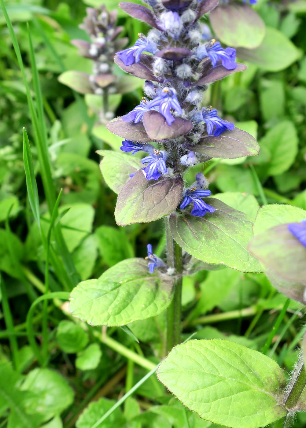 Image of Ajuga reptans specimen.