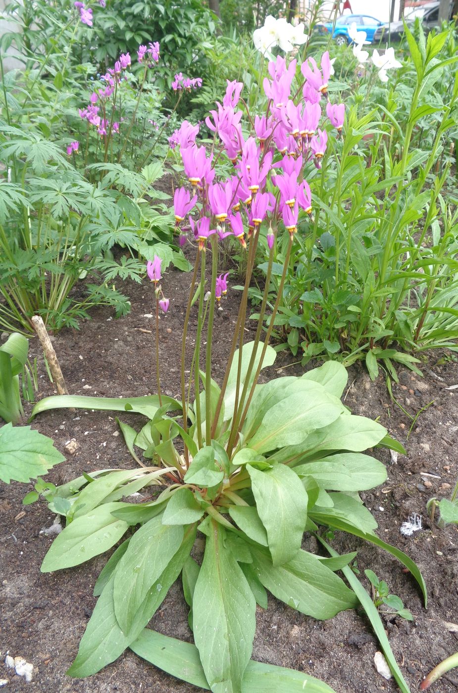 Изображение особи Dodecatheon meadia.