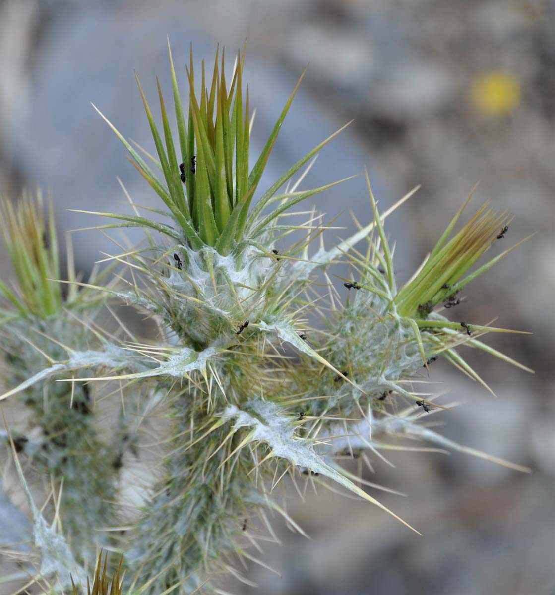 Image of Onopordum bracteatum specimen.