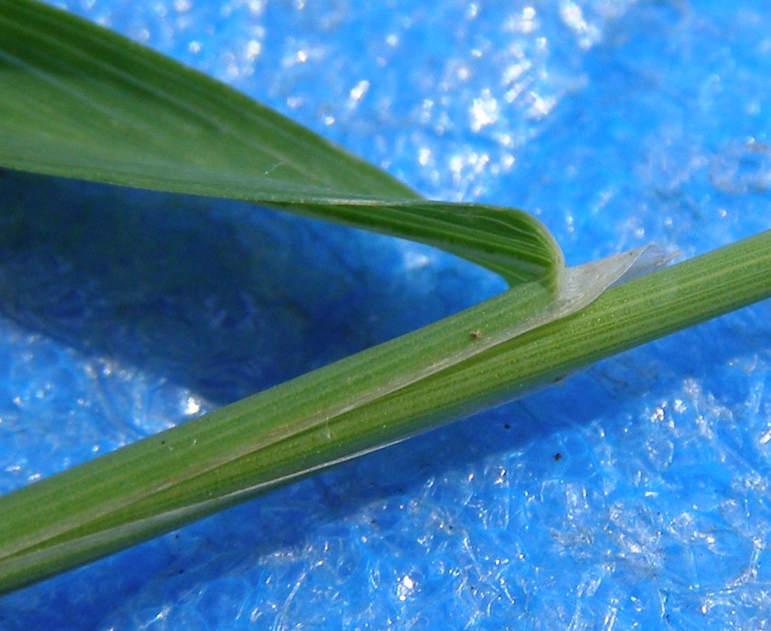 Image of Phleum pratense specimen.