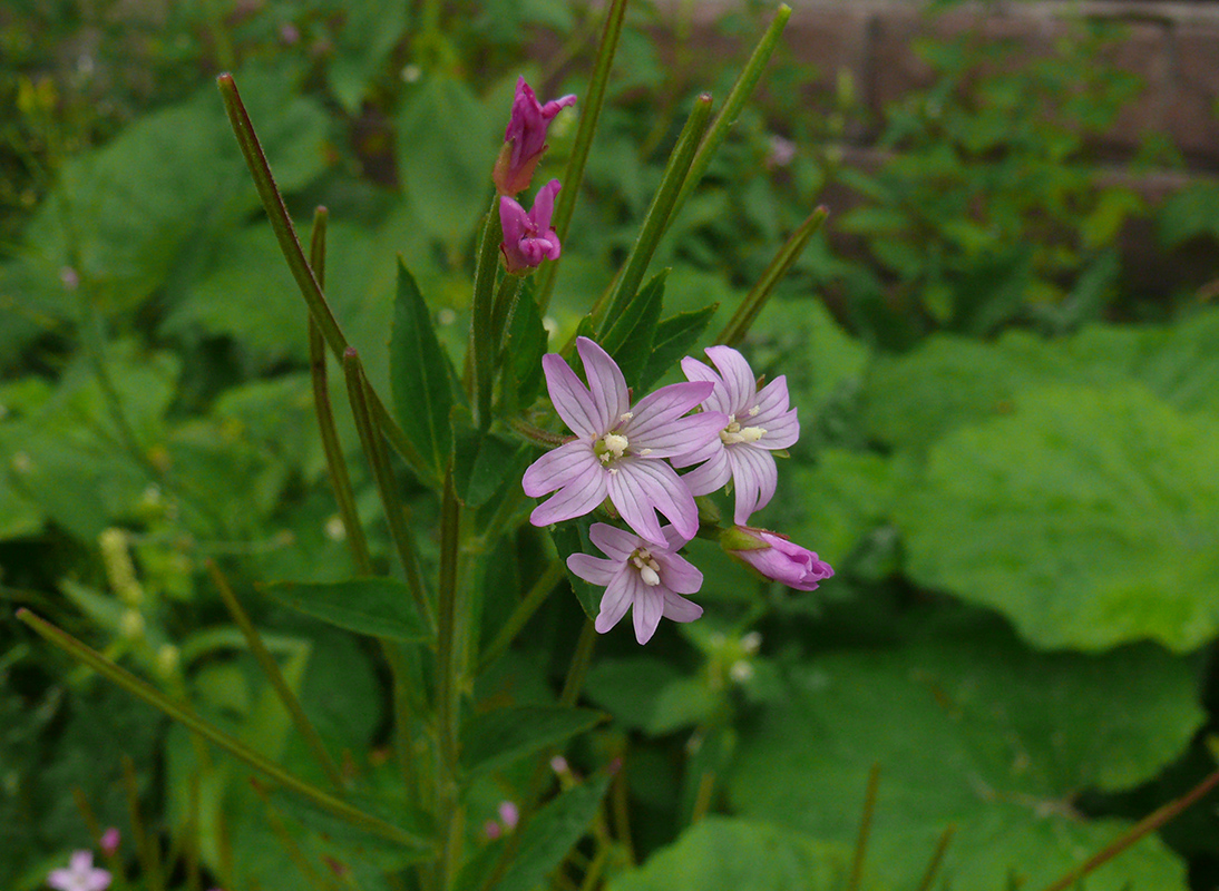 Image of Epilobium adenocaulon specimen.