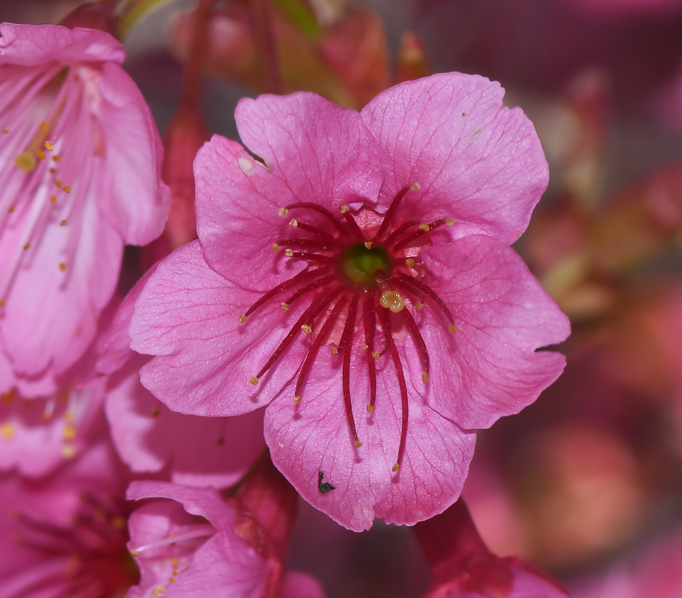 Image of Prunus campanulata specimen.