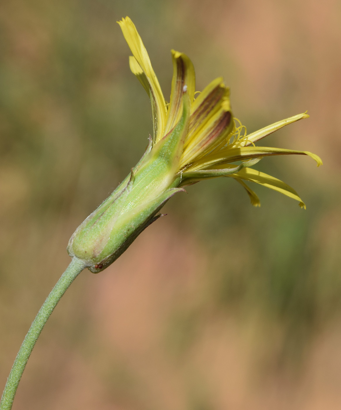 Image of Scorzonera inconspicua specimen.