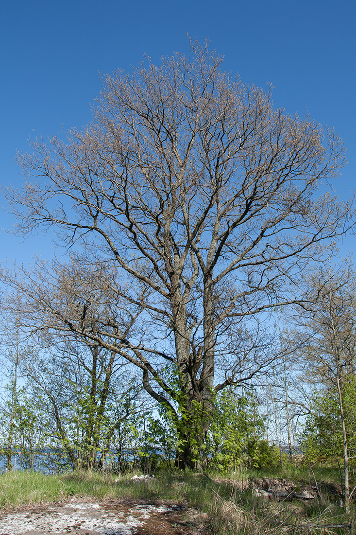 Image of Quercus robur specimen.