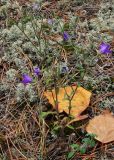 Campanula sibirica