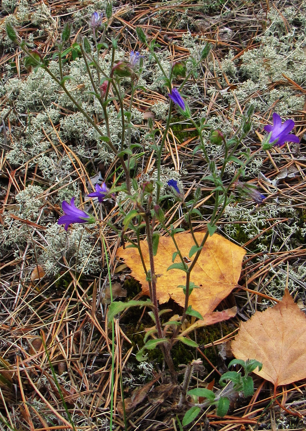 Изображение особи Campanula sibirica.