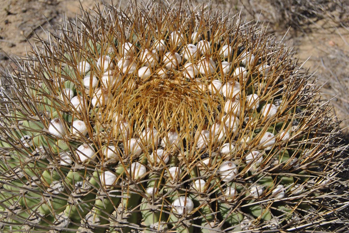 Image of Eriosyce aurata specimen.