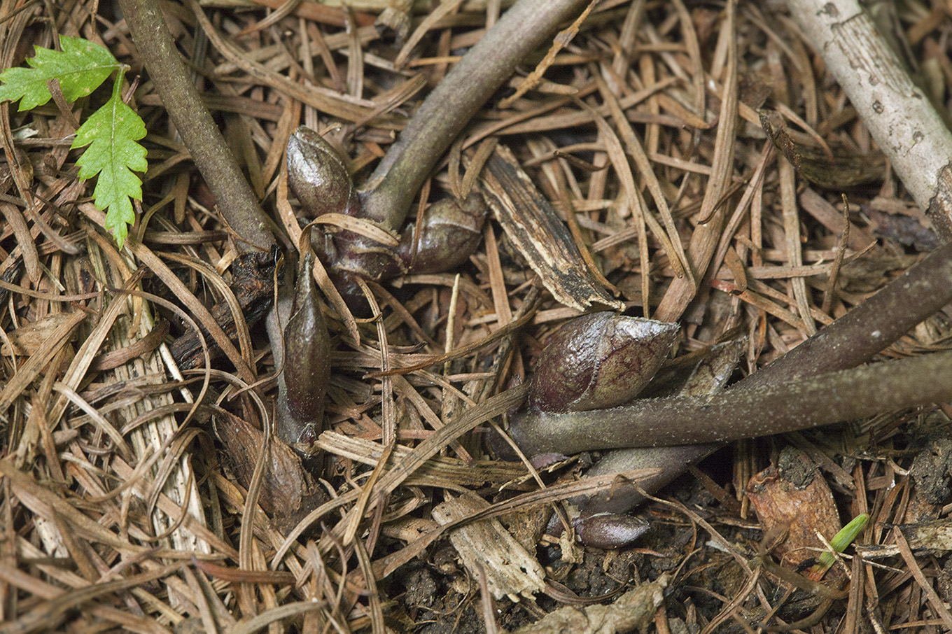 Image of Asarum heterotropoides specimen.