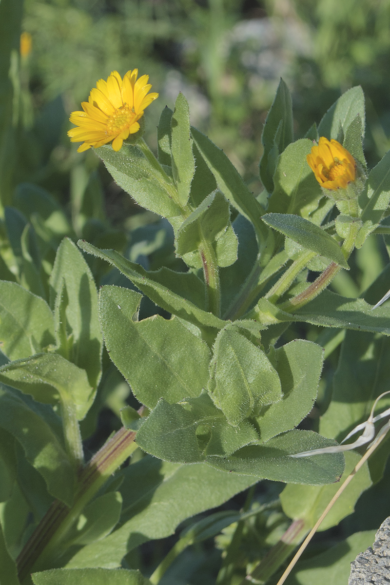 Image of Calendula arvensis specimen.