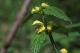 Смотреть изображение Galeobdolon luteum