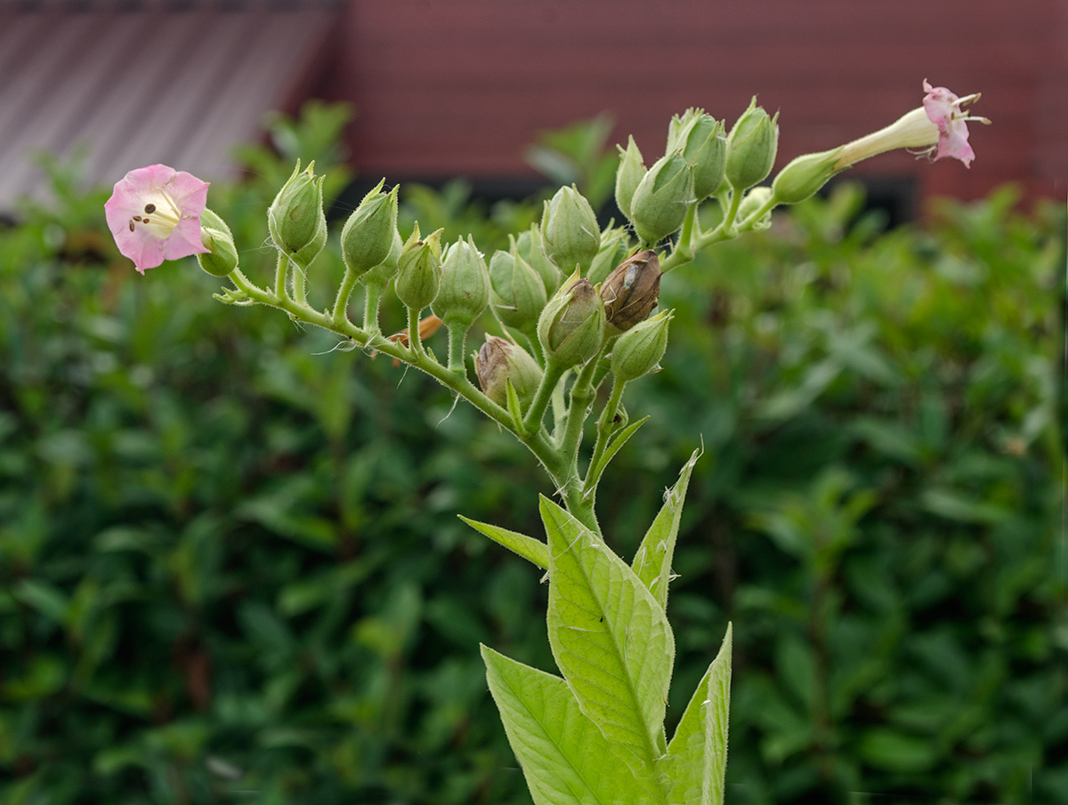 Изображение особи Nicotiana tabacum.