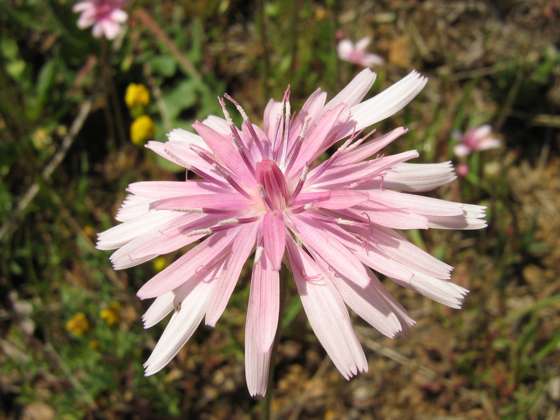 Image of Crepis rubra specimen.