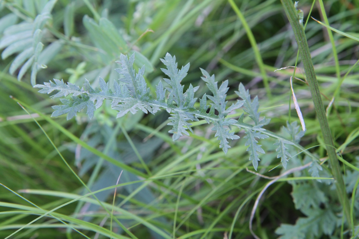 Image of Artemisia tanacetifolia specimen.