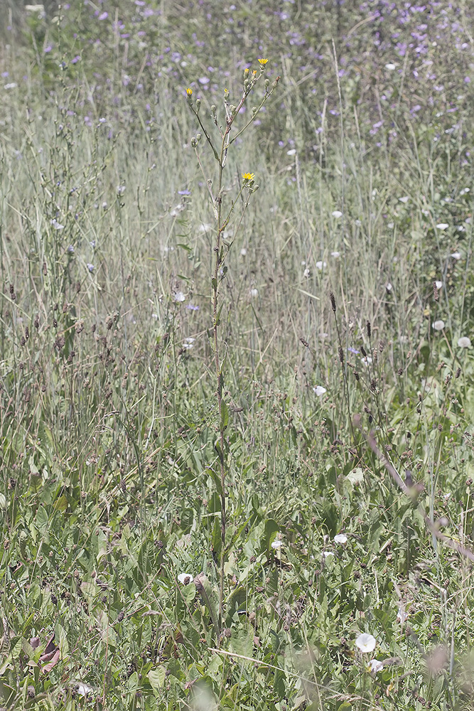 Image of Picris hieracioides specimen.