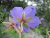 род Geranium