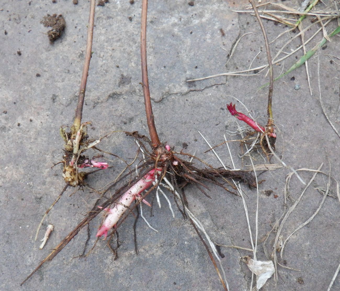 Image of Oenothera pilosella specimen.