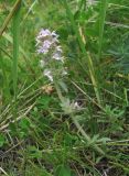 Thymus elisabethae